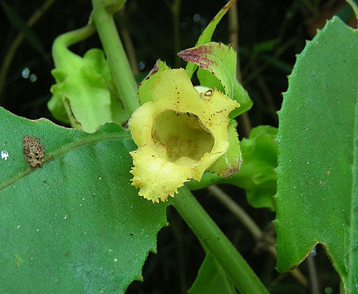 a flower with a tiny beetle on it