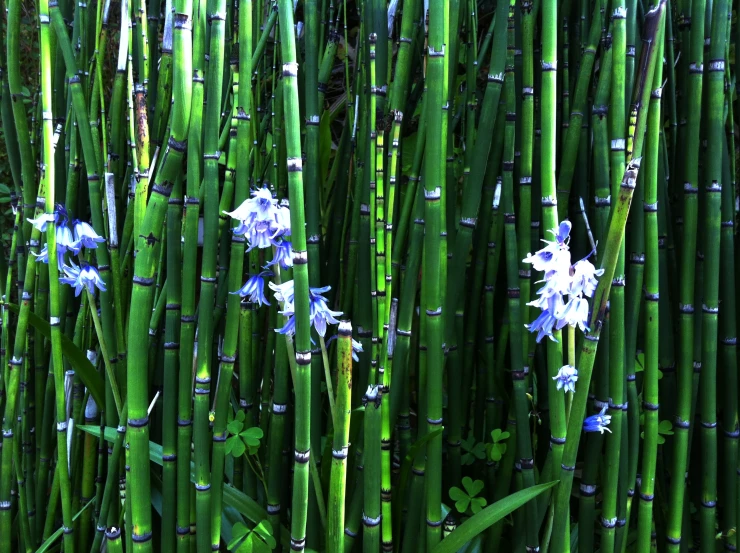 some white and blue flowers are in a green area