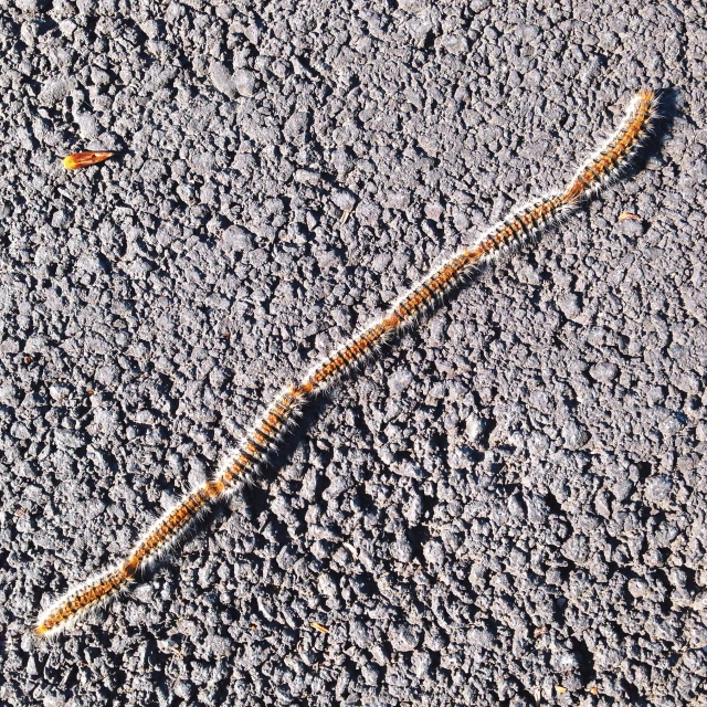 a close up of a caterpillar on a pavement