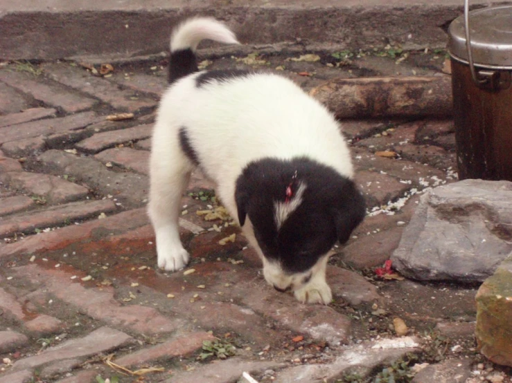 a small dog sniffs the ground next to two trash cans