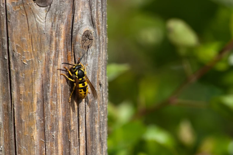 a bee sitting on a wooden post on top of a tree