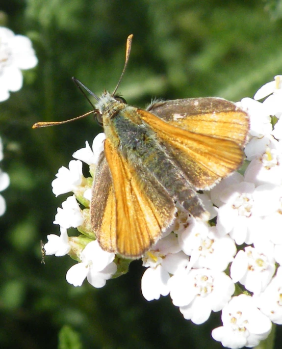 a brown and white erfly on white flower