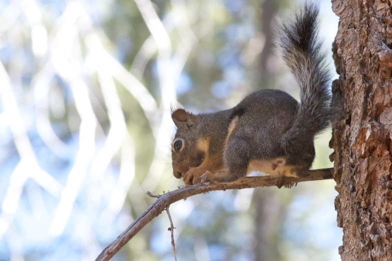 a squirrel is climbing up a tree nch