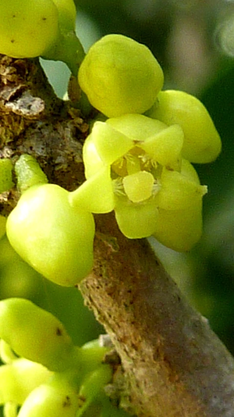 a close up of a bunch of green gs on a tree