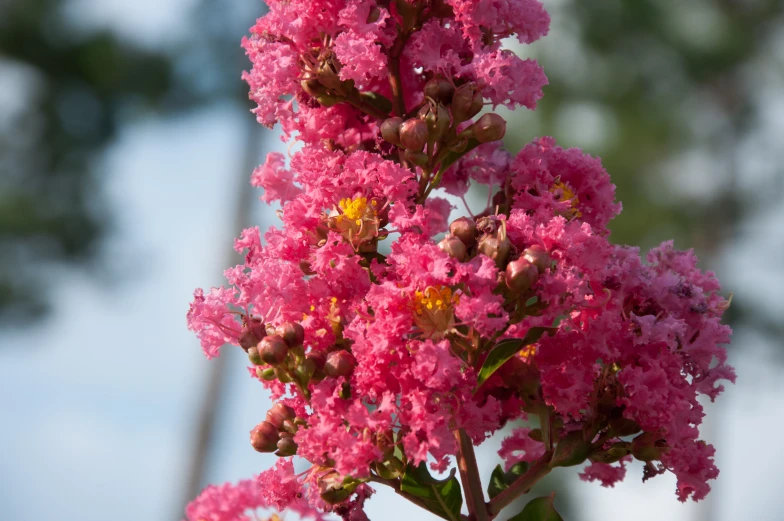 pink flowers with brown centers are in a vase