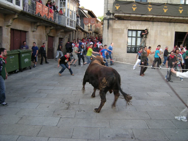 an animal that is being walked around in front of people