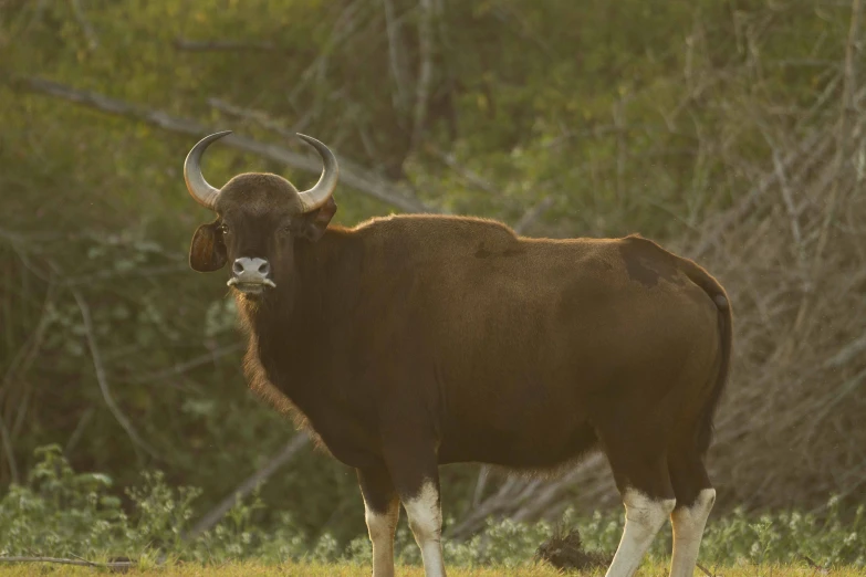 an animal with long horns standing in a grass field