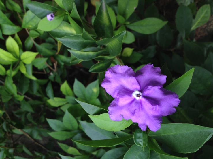 purple flower blooming on top of some green leaves