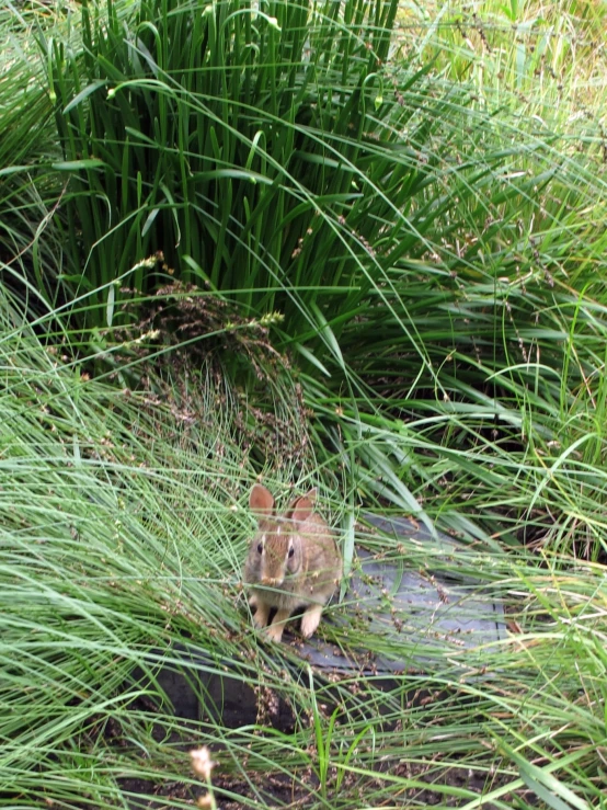 a baby animal is in the grass between a footpath