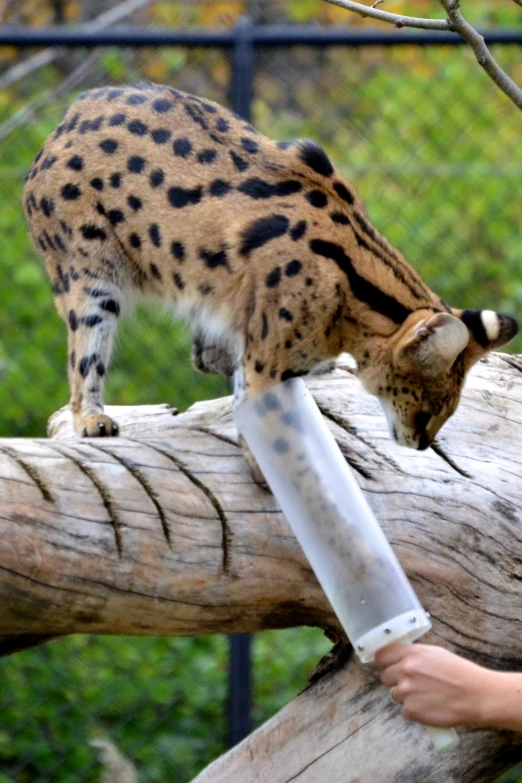 a small cat that is walking on a tree nch