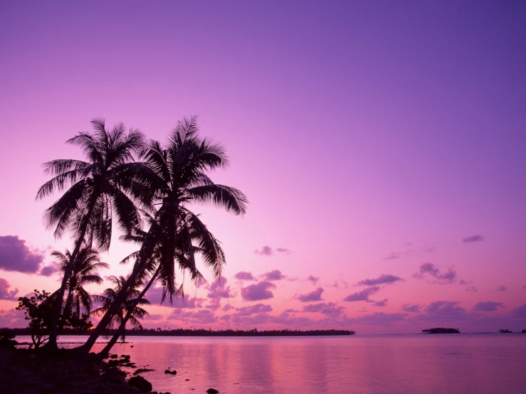 a palm tree in the sunset on a calm beach