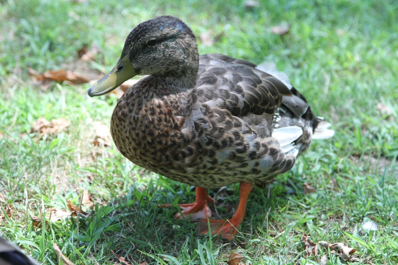 a black and brown duck sitting in grass