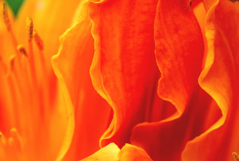 close up of an orange flower with other flowers in the background