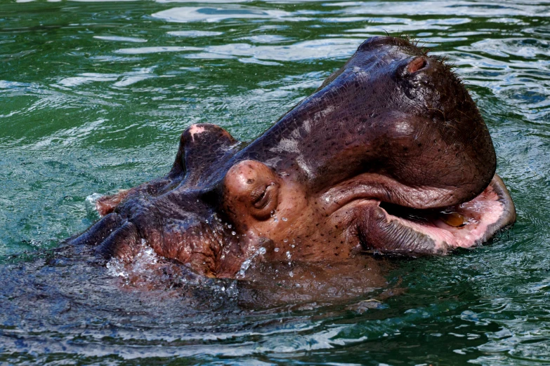 a hippopotamus is submerged in the water