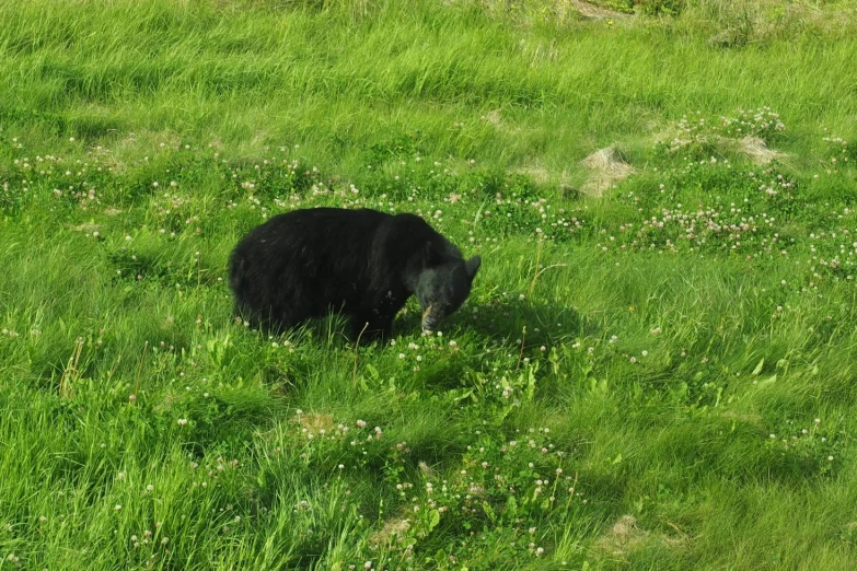 a black bear walking in a grassy field