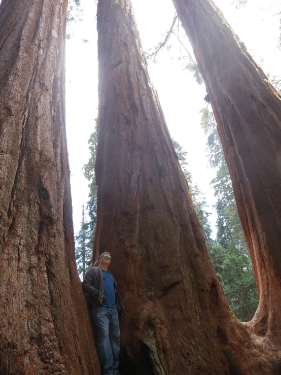 the man is standing in a group of giant trees