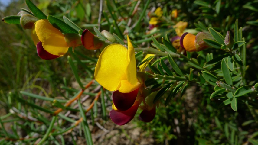 two flowers that are on the tree