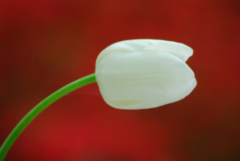 a white flower with long green stems with blurred red back ground