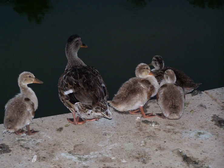 three baby birds are standing next to one another near the water