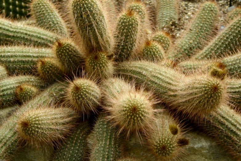 a close up view of a small cactus