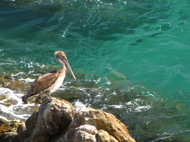 two brown and white birds standing on rocks and water