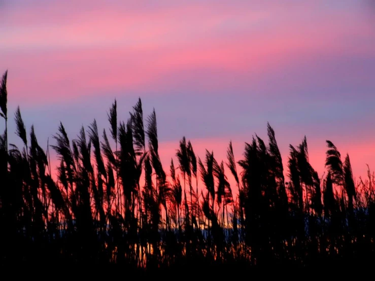 a pograph of grass during the dusk