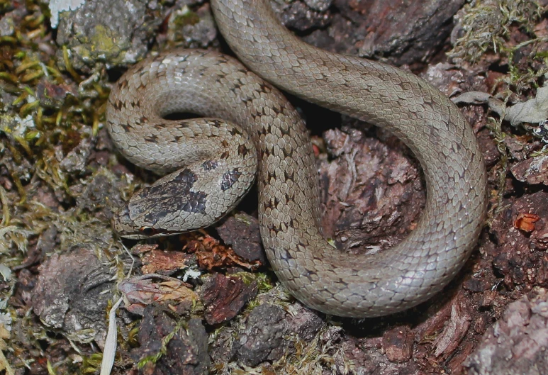 an image of a snake that is sitting on the rocks