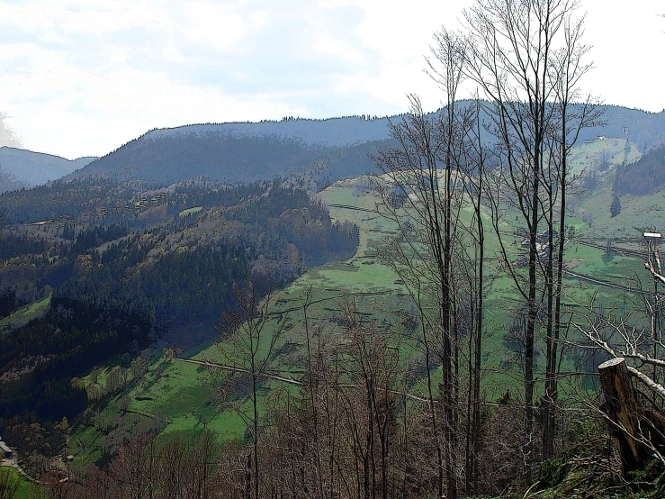 the trees in the mountains have turned black and gray