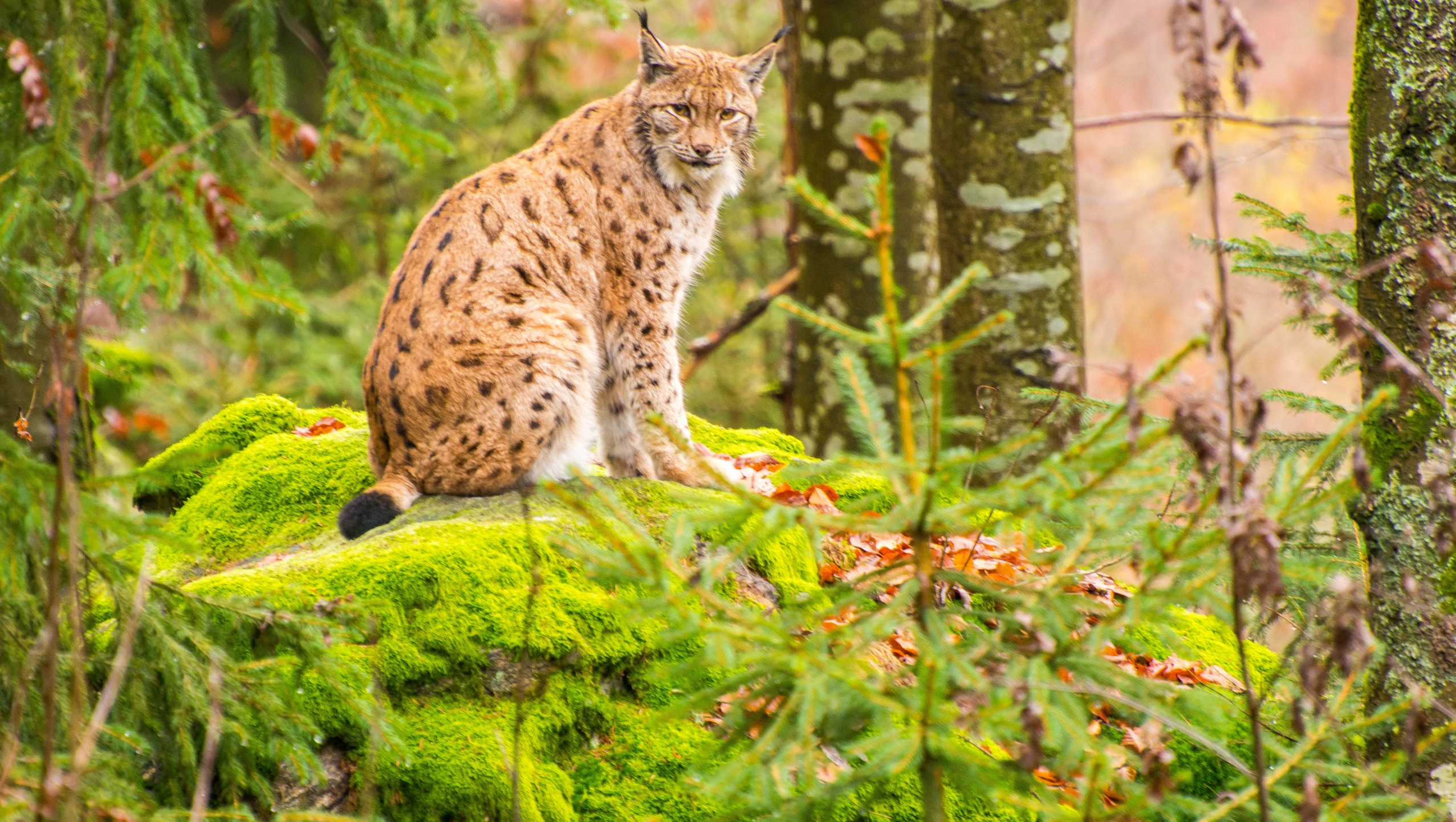 a bob sits on a rock covered in moss