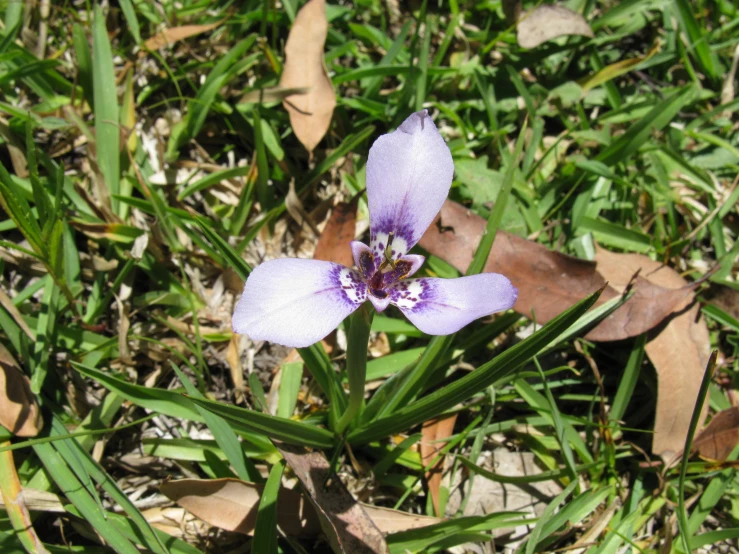 a single purple flower blooming in grass