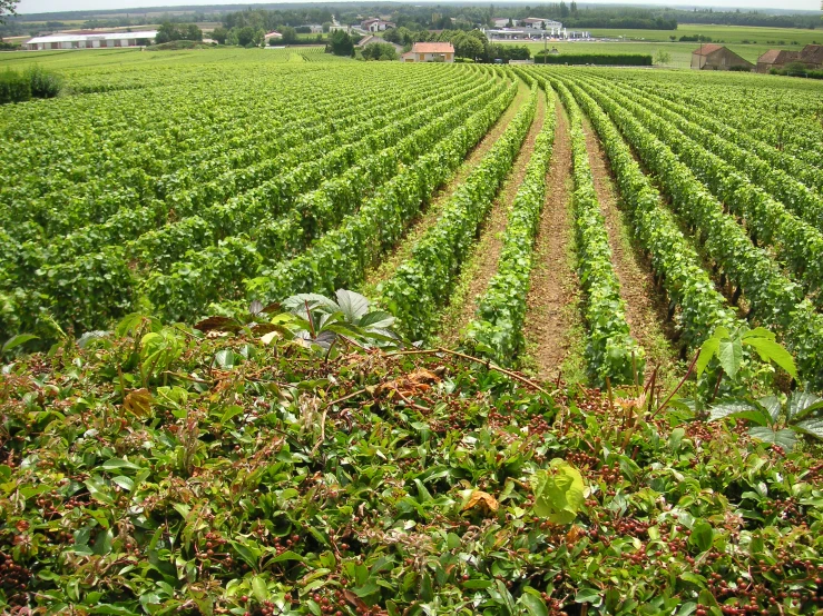 a large field filled with crops on top of a lush green field