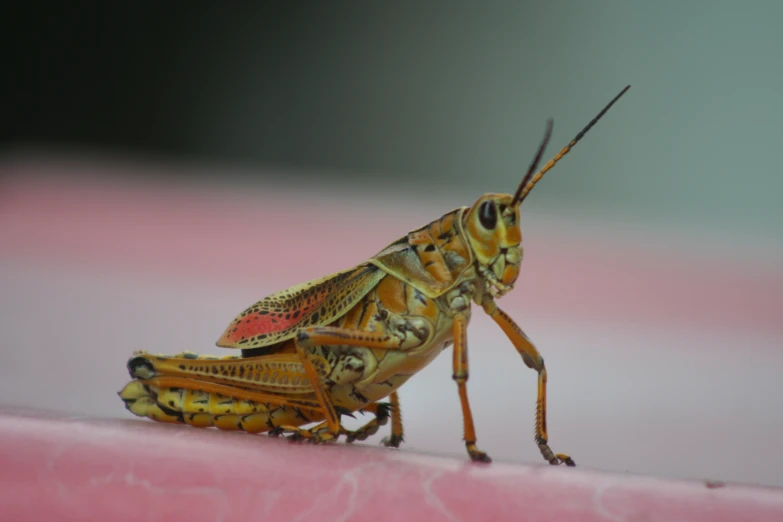 a close up of a grasshopper on a piece of plastic