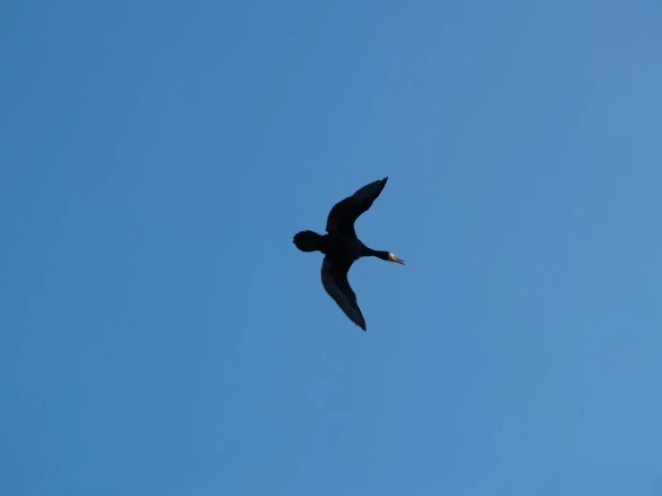 a bird flying in the air on a sunny day