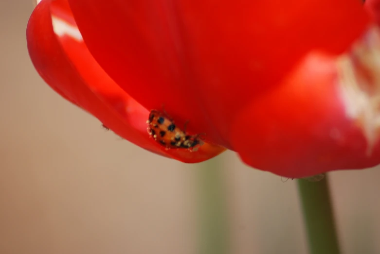 a red flower with some orange spots on it