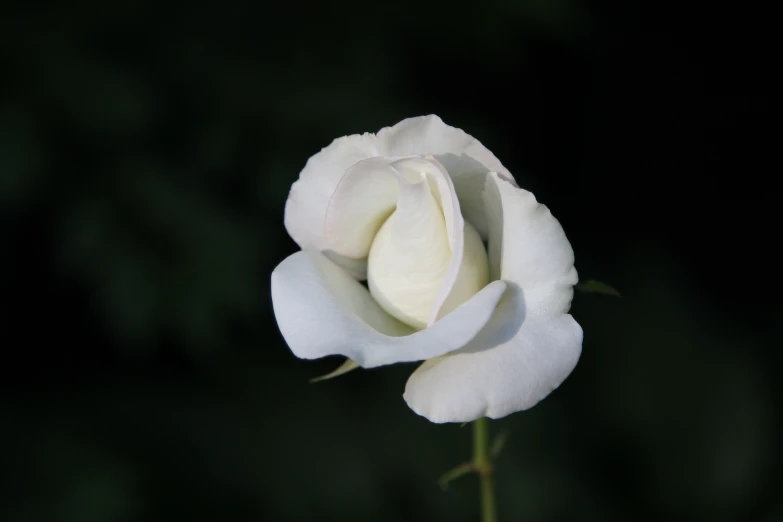 a white flower with only one bud