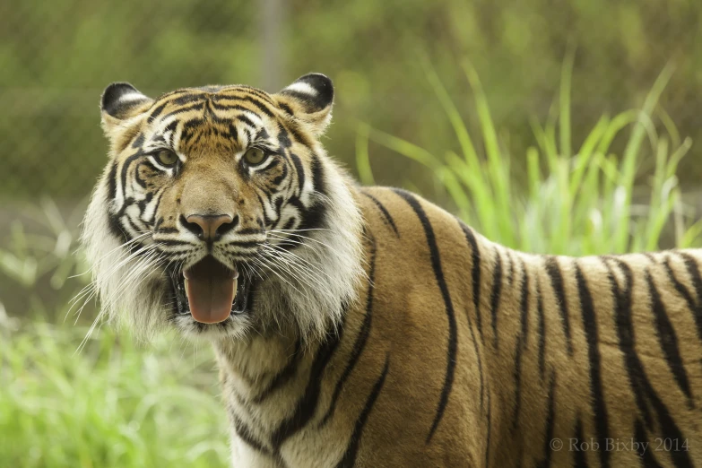 a tiger stands looking into the camera