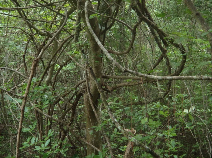 the forest has trees, vines and foliage growing up it