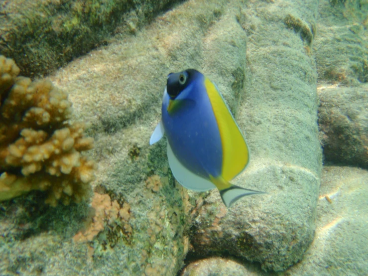 a fish that is on the sea bed