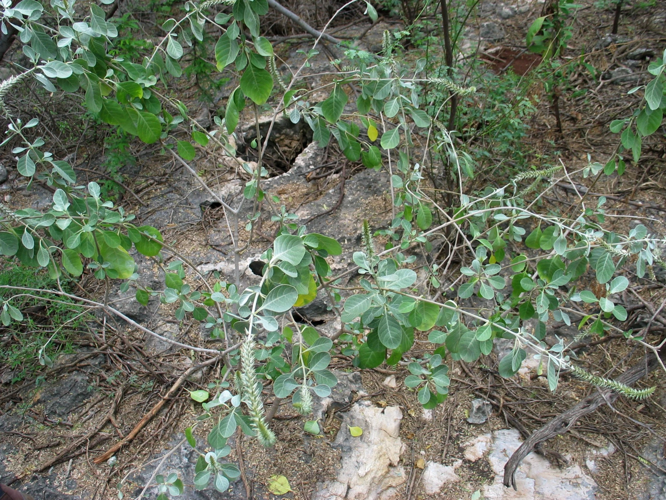 an image of a plant growing in the ground