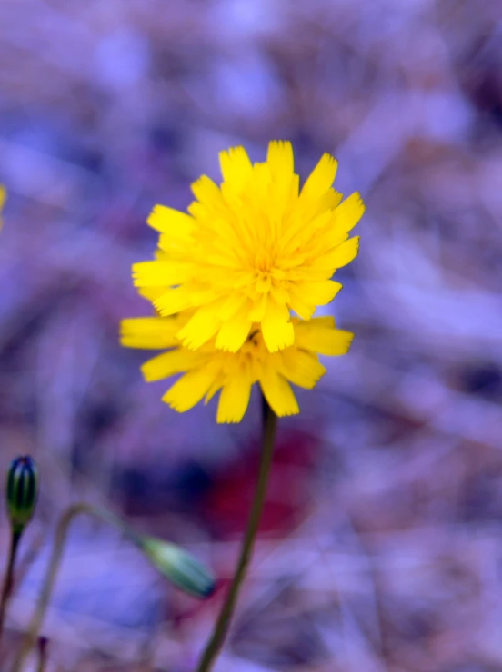 a close up of flowers on a sunny day