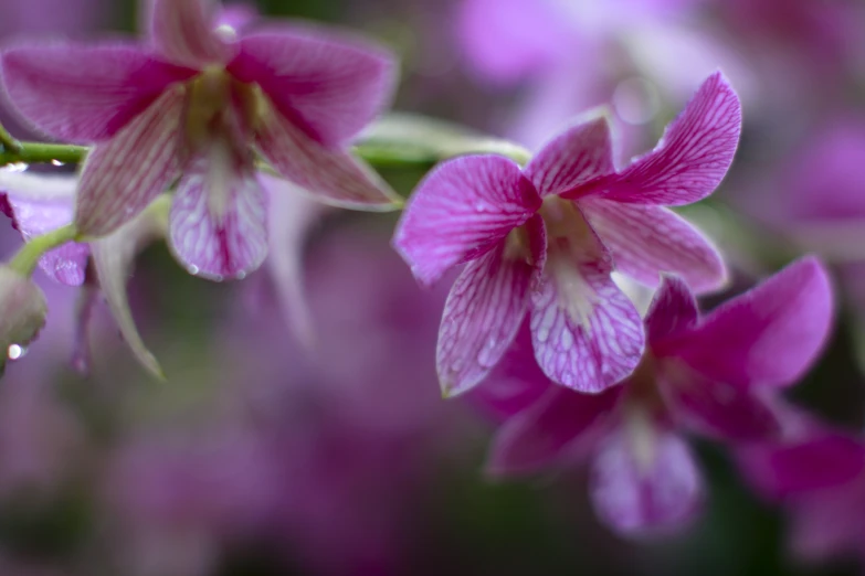 pink and purple flowers with water drops on them