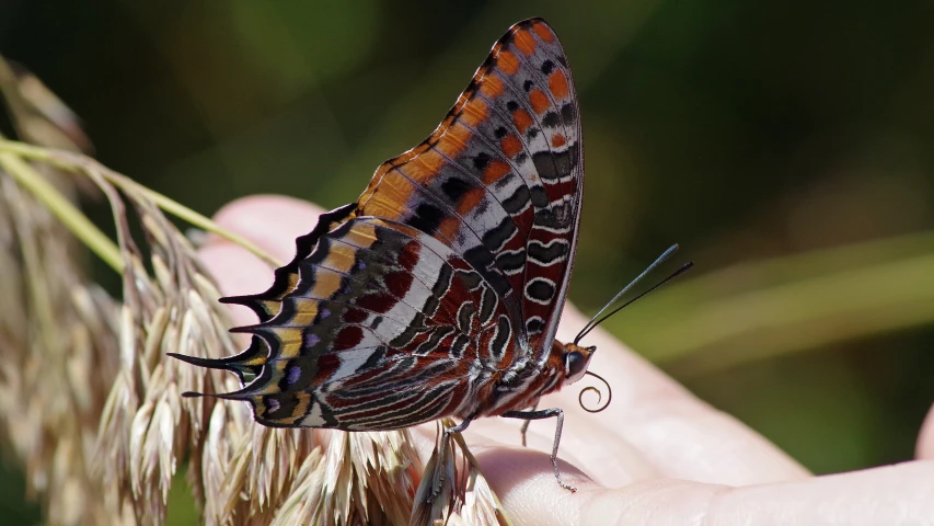 an orange, black, and white erfly with brown markings sitting on a hand