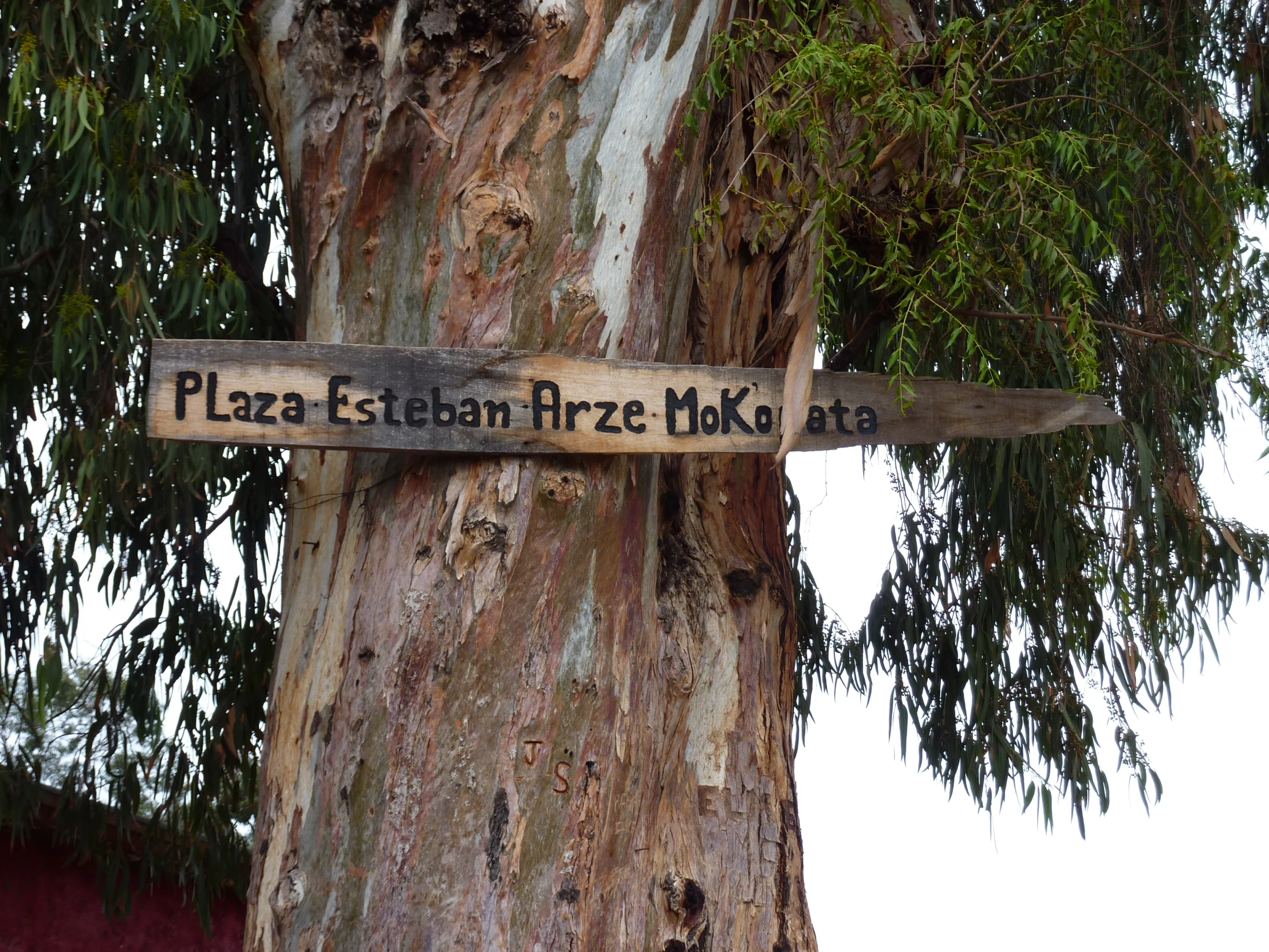 a wooden sign sitting on the trunk of a large tree