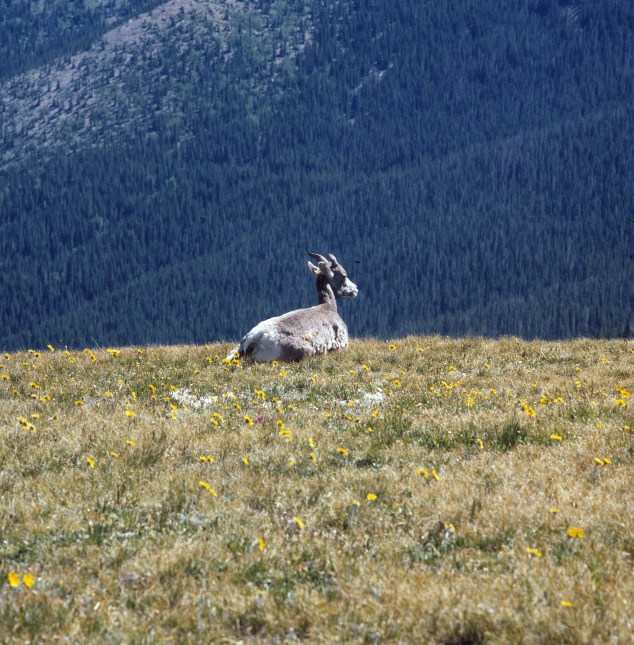 a goat sitting in the middle of a grassy area