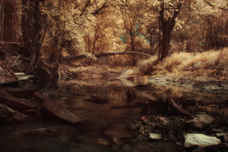 the forest with a bridge and stream and trees