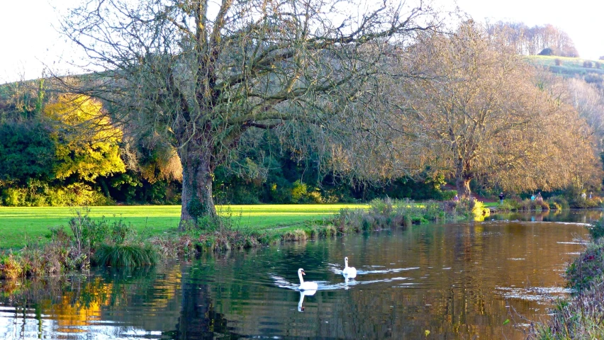 a couple of swans are swimming in the water