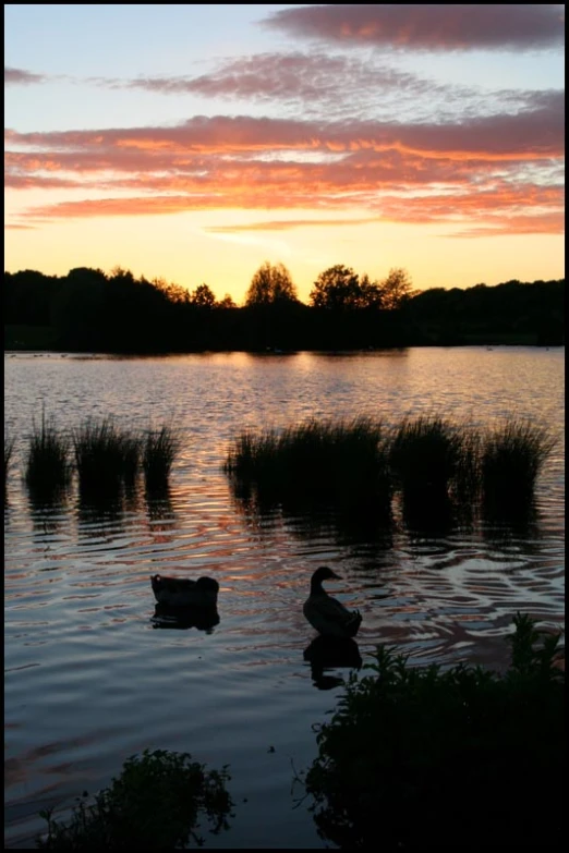 ducks swimming on the surface of a lake at sunset