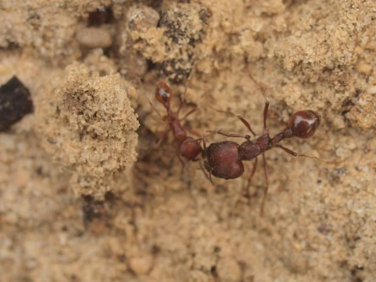 a red ant ant insect crawling on rocks