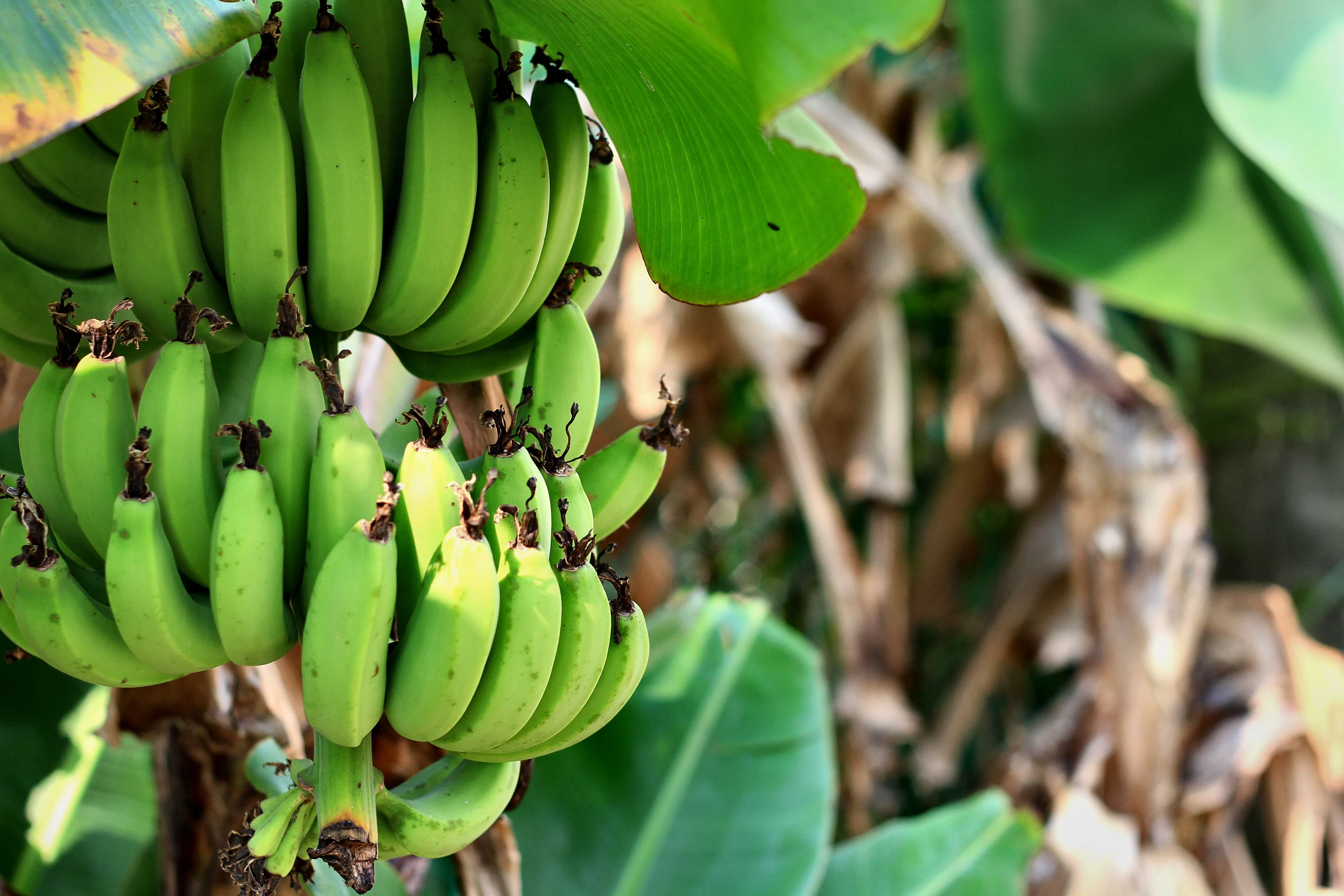 some green bananas on a tree by some leaves