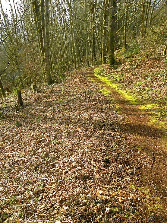 the grass is very dirty and dirty by the trail